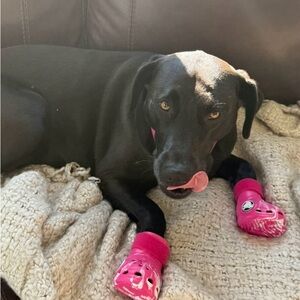 CROCS Pink Dog Booties